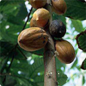 Coca Extract